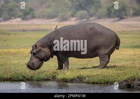 Hippo (Hippopotamus amphibius) stands on grassy floodplain by river with a bird perched on its back in Chobe National Park; Chobe, Botwana Stock Photo