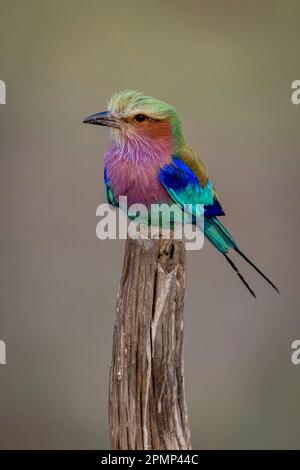 Lilac-breasted roller (Coracias caudatus) on stump stained with guano in Chobe National Park; Chobe, Botswana Stock Photo