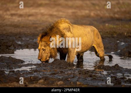 Male Lion (Panthera leo) stands drinking from muddy waterhole in Chobe National Park; Chobe, Botswana Stock Photo