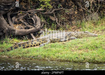 Nile crocodile (Crocodylus niloticus) lies on grassy riverbank sleeping in Chobe National Park; Chobe, Botswana Stock Photo