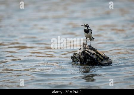 Pied Wagtail (Motacilla sp.) in river on tree stump in Chobe National Park; Chobe, Botswana Stock Photo