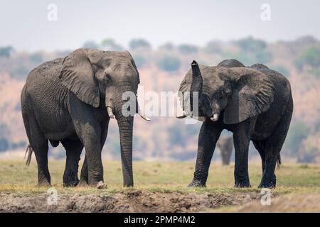 Two African bush elephants (Loxodonta africana) stand on riverbank in Chobe National Park; Chobe, Botswana Stock Photo