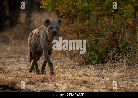 Spotted hyena (Crocuta crocuta) walks past bush towards camera in Chobe National Park; Chobe, Botswana Stock Photo