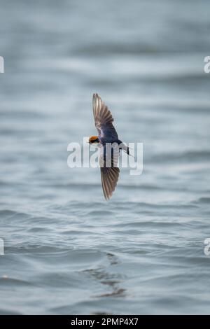 Wire-tailed swallow (Hirundo smithii) flies over waves with reflection in Chobe National Park; Chobe, Botswana Stock Photo