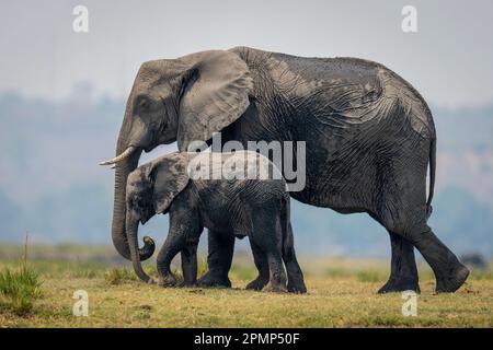 African bush elephant (Loxodonta africana) crosses floodplain with baby in Chobe National Park; Chobe, Botswana Stock Photo