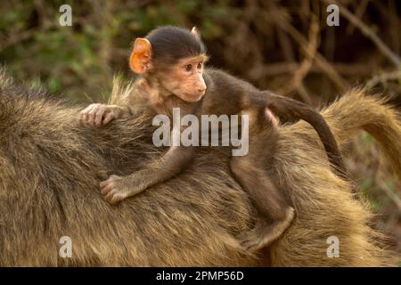 Baby Chacma baboon (Papio ursinus) on back of mother in Chobe National Park; Botswana Stock Photo