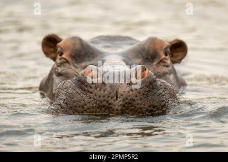 Hippo (Hippopotamus amphibius) stands in calm river facing camera in Chobe National Park; Chobe, Botswana Stock Photo
