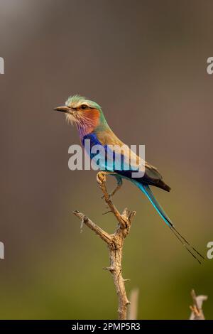 Lilac-breasted roller (Coracias caudatus) in profile on dead twig in Chobe National Park; Chobe, Botswana Stock Photo