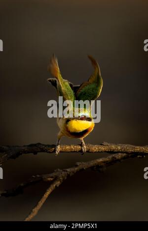 Little bee-eater (Merops pusillus) lifts wings to take off in Chobe National Park; Chobe, Botswana Stock Photo