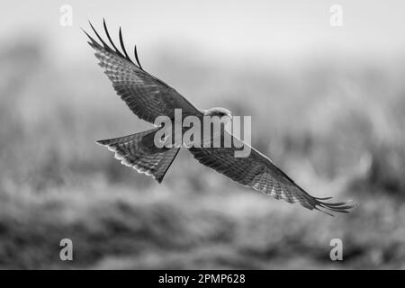 Monochrome of Yellow-billed kite (Milvus aegyptius parasitus) spreading wings in sunshine in Chobe National Park; Chobe, Botswana Stock Photo