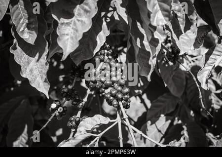 Ripening robusta coffee cherries crowded on a stem on a coffee tree in Gia Lai Province in the Central Highlands of Vietnam. Stock Photo