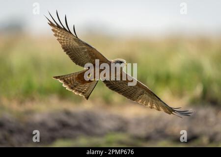 Yellow-billed kite (Milvus aegyptius parasitus) glides spreading wings in sunshine in Chobe National Park; Chobe, Botswana Stock Photo