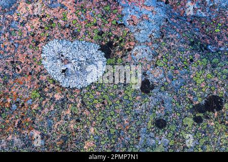 Lichen covered rock on the Hudson Bay coastline; Churchill, Manitoba, Canada Stock Photo