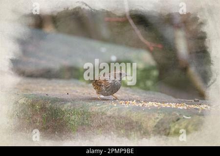 Digital watercolour painting of a single Dunnock, Prunella modularis, hedge accentor, hedge sparrow, or hedge warbler on a wall during winter in the U Stock Photo
