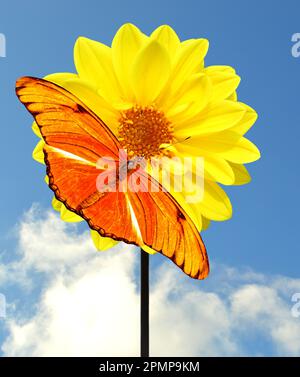 Dryas iulia (often incorrectly spelled julia), commonly called the Julia butterfly, Julia heliconian, the flame, or flambeau on a dahlia flower Stock Photo