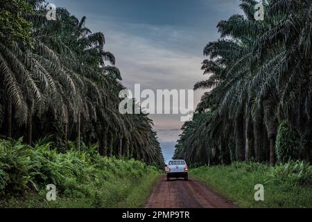 Road along a palm oil plantation near Socapalm in Cameroon.  Cameroon is the largest palm oil producer in Central Africa, with more than 450,000 to... Stock Photo