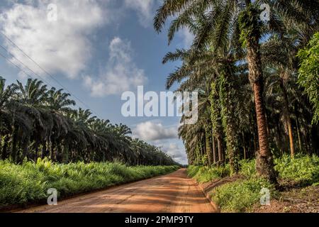 Road along a palm oil plantation near Socapalm in Cameroon.  Cameroon is the largest palm oil producer in Central Africa, with more than 450,000 to... Stock Photo