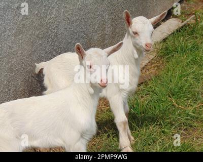 Two white little goats at the farm in Romania Stock Photo