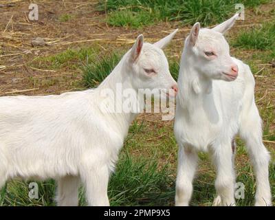 Two white little goats at the farm in Romania Stock Photo