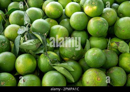 A pile of ripe baby oranges in the supermarket Stock Photo