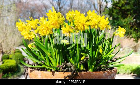 Daffodils in a terracotta pot close-up with copy space. The first daffodils stand in a flowerpot on the street on a sunny day. Yellow flowers in a bea Stock Photo