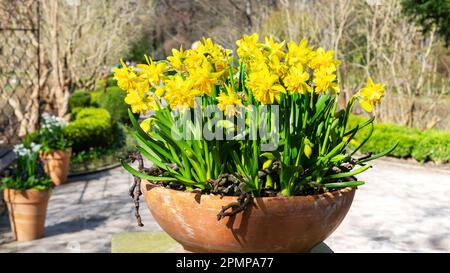 Narcissus flowers stand in a ceramic pot in the yard of a beautiful garden. Daffodils in a terracotta pot close up photo with copy space. The first sp Stock Photo