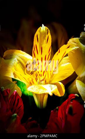 Close up of a yellow lilly with dramatic lighting; Calgary, Alberta, Canada Stock Photo