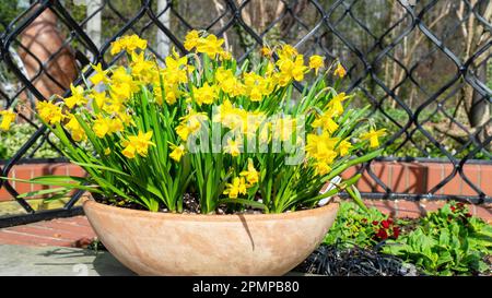 Daffodils in a terracotta pot stand in an outdoor garden. Spring bulbous flowers narcissus in a large ceramic bowl close-up photo with copy space. DIY Stock Photo