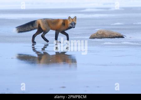 Portrait of a Red fox (Vulpes vulpes) walking on ice with a mirror image reflection on the surface, looking at the camera; Churchill, Manitoba, Canada Stock Photo