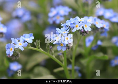 Blooming Forget-Me-Nots. Forget-Me-Not flower in nature Stock Photo