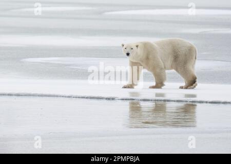 Portrait of a Polar bear (Ursus maritimus) walking on ice with a mirror image reflection in the surface; Churchill, Manitoba, Canada Stock Photo
