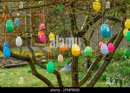 colourful plastic eggs hanging in tree at Easter time. Stock Photo