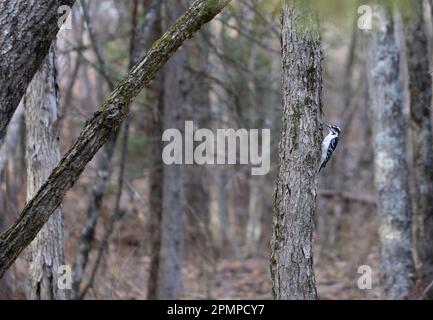 Downy woodpecker (Dryobates pubescens) perched on a tree trunk in a forest; Ottawa Valley, Ontario, Canada Stock Photo