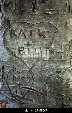 Names are carved into hearts on the bark of a tree; Hastings-on-Hudson, New York, United States of America Stock Photo
