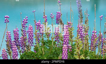 Lupines in Lake Tekapo, New Zealand Stock Photo