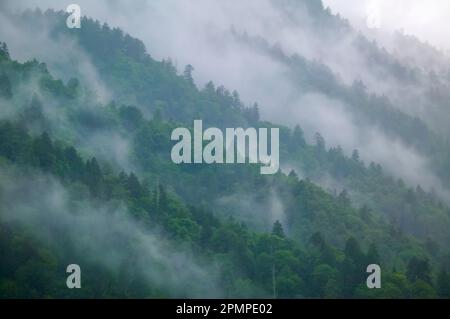 Mist rises off evergreen trees on a forested mountainside in the Appalachian Mountains at Newfound Gap in Great Smoky Mountains National Park, Tenn... Stock Photo