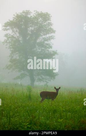 White-tailed deer (Odocoileus virginianus) standing in fog in Cades Cove, Great Smoky Mountains National Park, Tennessee, USA Stock Photo