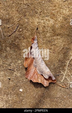 One single oak leaf fallen on the dirt ground half curled up but intact closeup view on a sunny day Stock Photo