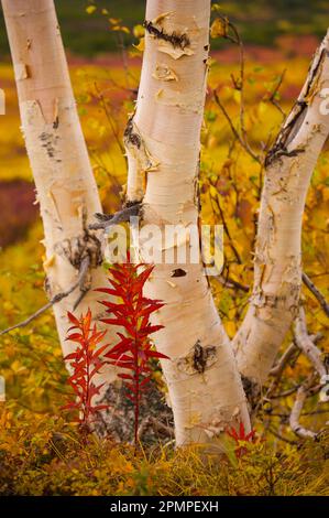 Stone birch tree trunks (Betula ermanii cham.) with autumn coloured foliage surrounding them; Kronotsky Zapovednik, Kamchatka, Russia Stock Photo