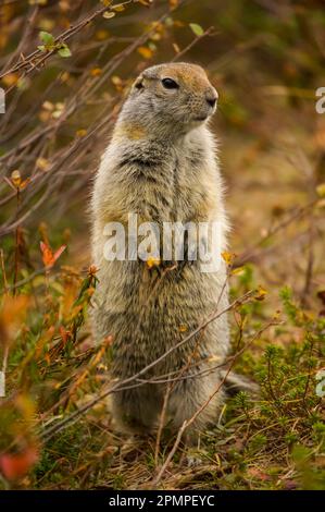 Ground squirrel (Spermophilus species) on alert; Kronotsky Zapovednik, Kamchatka, Russia Stock Photo