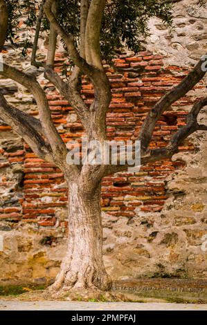 Tree against an old brick wall; Collioure, Pyrenees Orientales, France Stock Photo