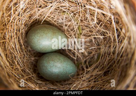 Close-up of two blue eggs in a bird's nest; Hellemoboten, Tysfjord, Norway Stock Photo