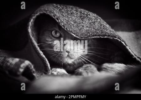 Tabby cat hiding under the blanket and looking at camera. Black and white portrait. Stock Photo