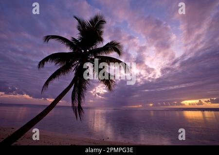 Palm tree is silhouetted in front of a sunset over the water; Pigeon Point, Tobago Island, Trinidad and Tobago Stock Photo