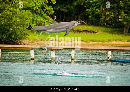 Bottlenose dolphin (Tursiops truncatus) jumps at a resort in Roatan, Honduras; Roatan, Honduras Stock Photo