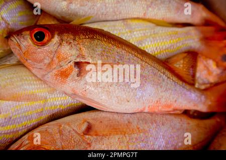 Freshly caught red snapper in Tobago; Milford Bay, Tobago Stock Photo
