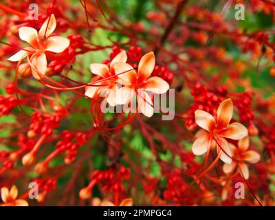 Beautiful red flowers growing in the Comoros Islands; Union of the Comoros Stock Photo