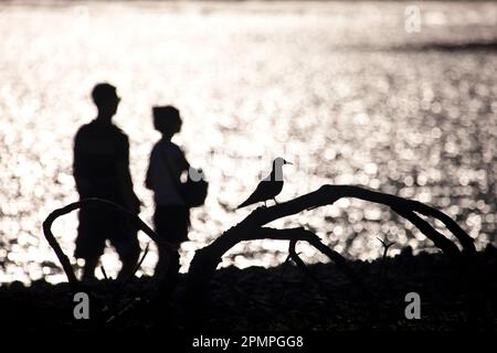 Silhouette of a couple walking along the beach, near a perched bird; Seychelles Stock Photo
