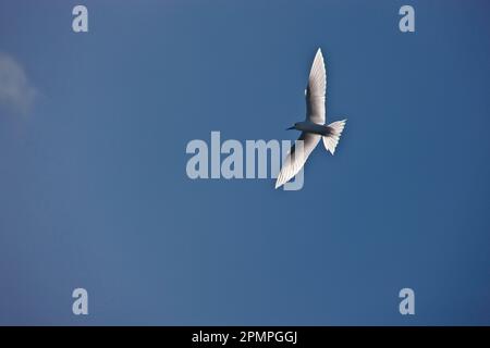 Seabird flying in the blue sky, as seen from below with wings backlit by sunlight; St. Francois Atoll, Alphonse Group, Seychelles Stock Photo