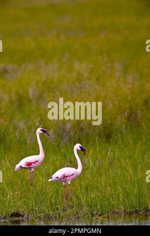 Two flamingos standing in tall grass in Ngorongoro Crater, Tanzania; Tanzania Stock Photo